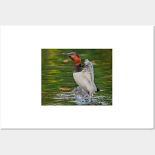 Canvasback Stretch Posters and Art